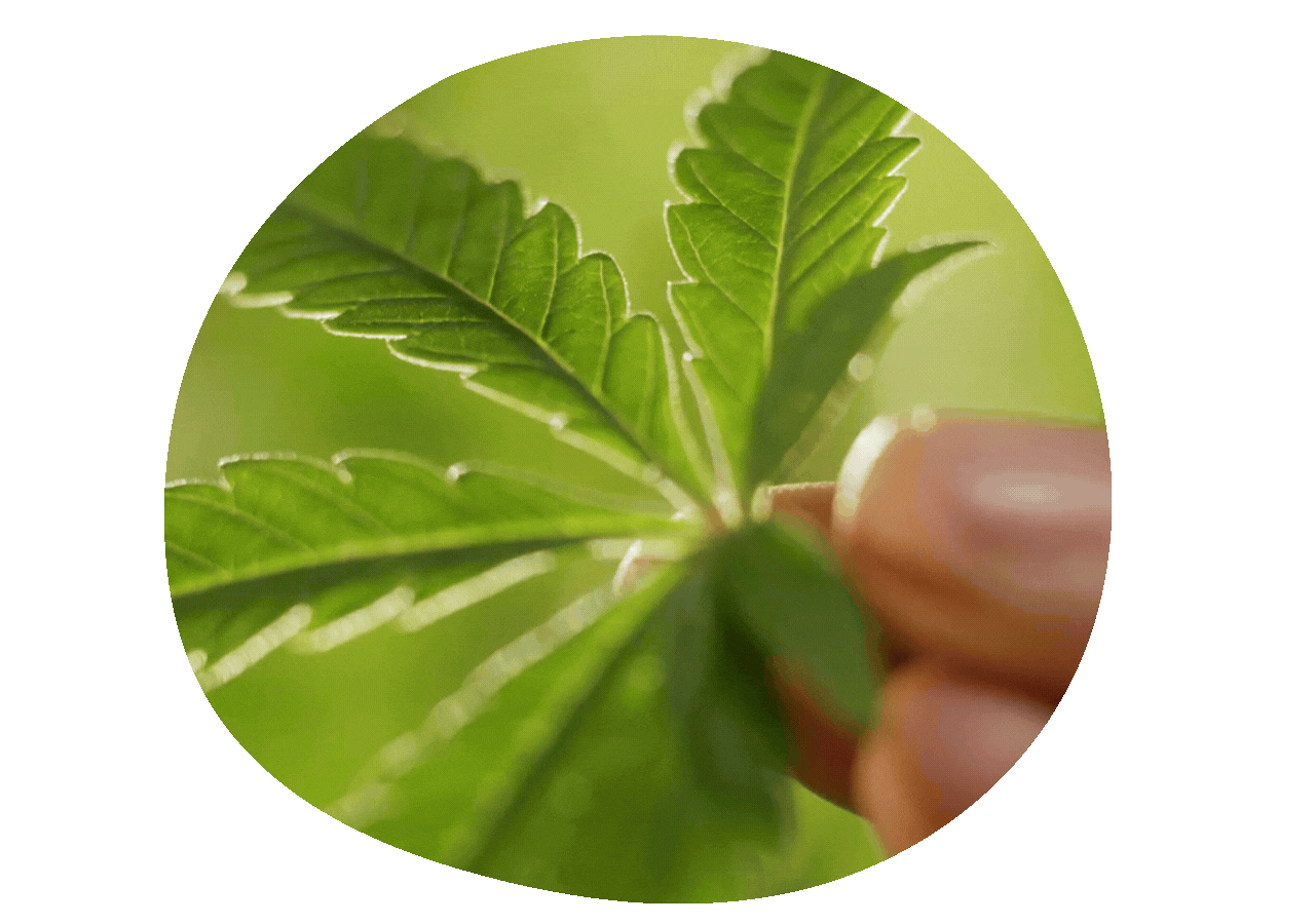 Hand hält Cannabisblatt in den Fingern